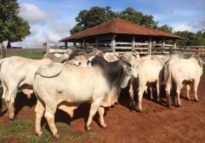 vendadegado3